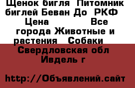 Щенок бигля. Питомник биглей Беван-До (РКФ) › Цена ­ 20 000 - Все города Животные и растения » Собаки   . Свердловская обл.,Ивдель г.